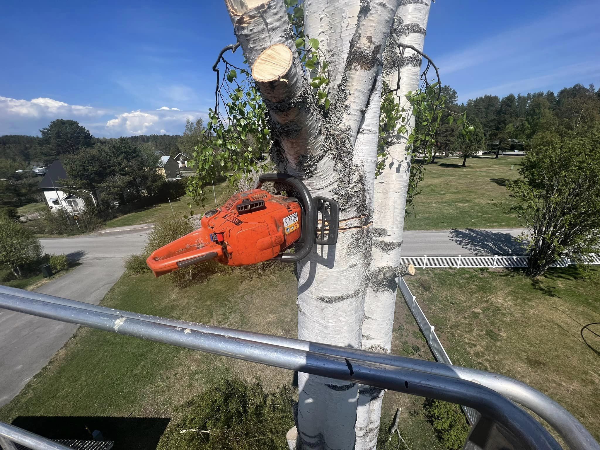 Sågmaskin som såga i en björk